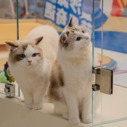 will-Z8C7ZQDgMqQ-unsplash